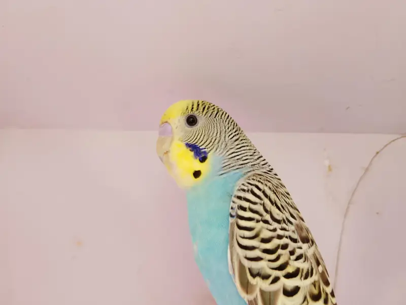 bw hogo bf split and exi hogo birds for sale — photo 5