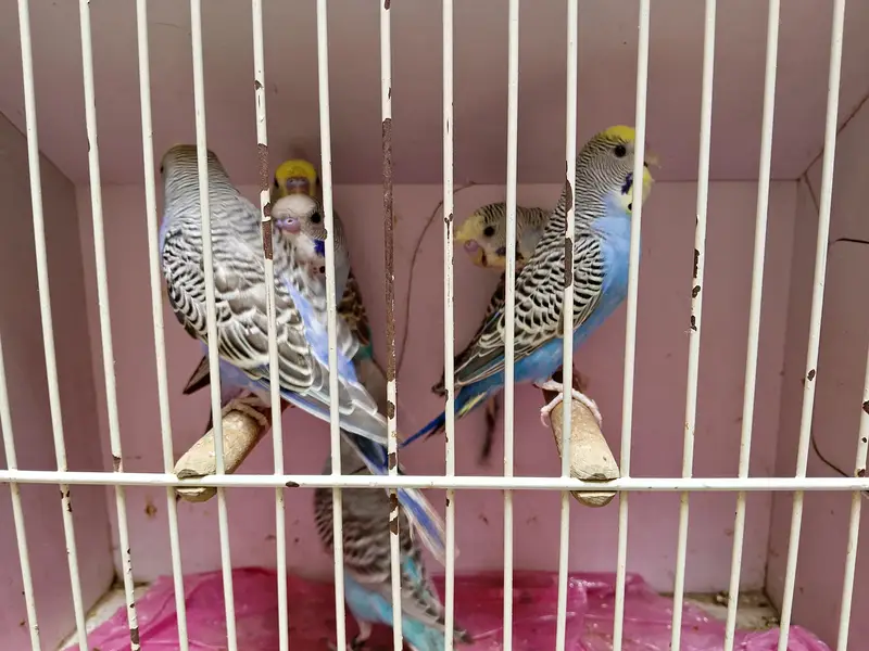 bw hogo bf split and exi hogo birds for sale — photo 6