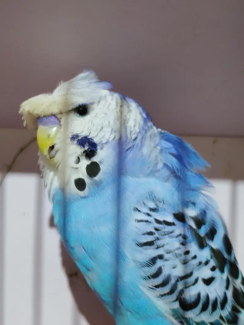 bw hogo bf split and exi hogo birds for sale — photo 7