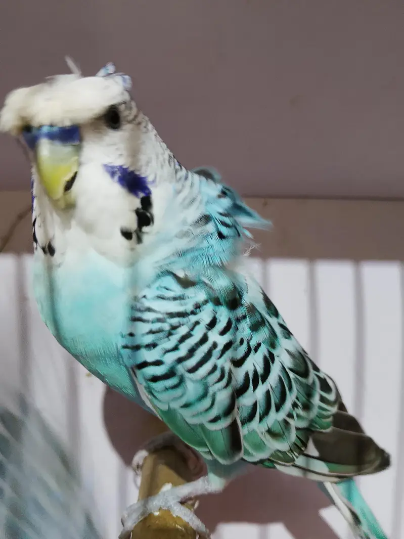 bw hogo bf split and exi hogo birds for sale — photo 8