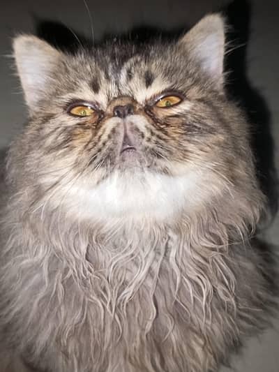pershian  piki face