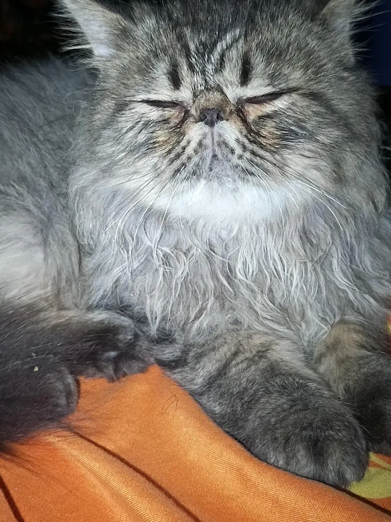 pershian  piki face — photo 2