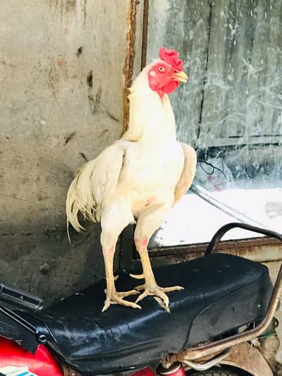 Pakistani Aseel Murga