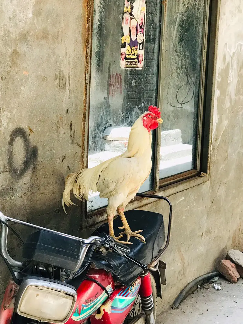 Pakistani Aseel Murga — photo 2