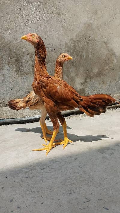 PEELA PAIR PEELA FULL HIGHT