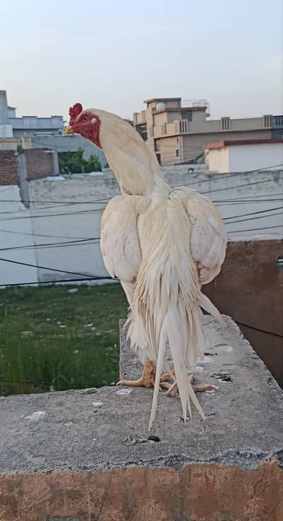 Pakistani Aseel home breed