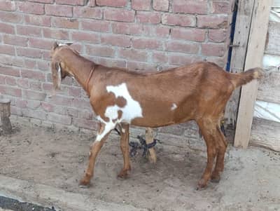 Sindhi Beetal Bakri For Sale - Bakri Goat for Sale