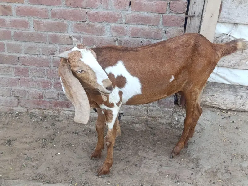 Sindhi Beetal Bakri For Sale - Bakri Goat for Sale — photo 2