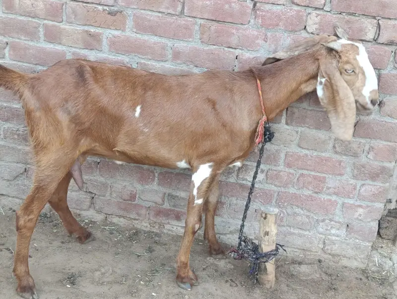 Sindhi Beetal Bakri For Sale - Bakri Goat for Sale — photo 3