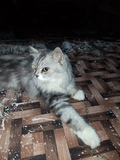 long hair Persian cat — photo 5
