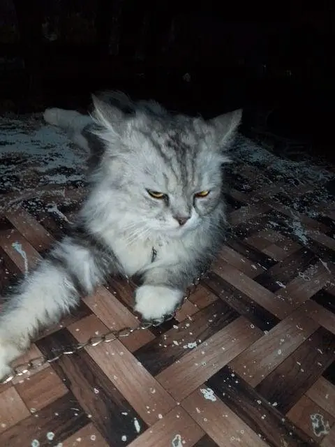 long hair Persian cat — photo 6
