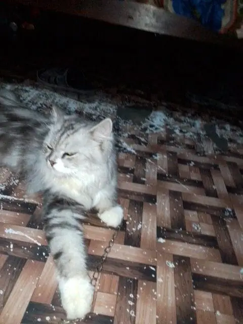 long hair Persian cat — photo 8