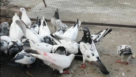Pigeons For Sale.    آسمانی کبوتر برائے فروخت