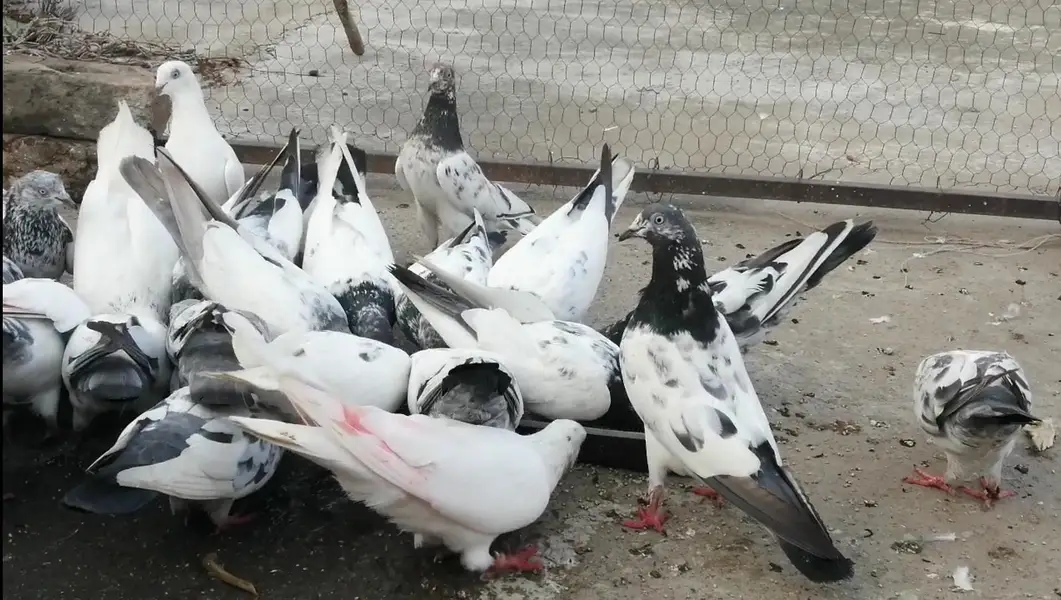 Pigeons For Sale.    آسمانی کبوتر برائے فروخت