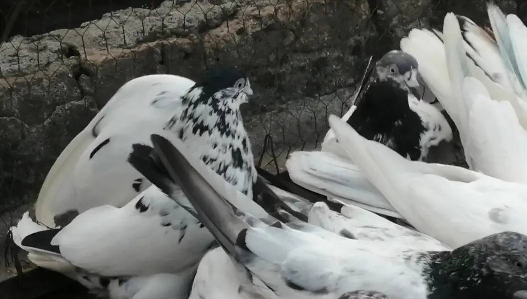 Pigeons For Sale.    آسمانی کبوتر برائے فروخت — photo 2
