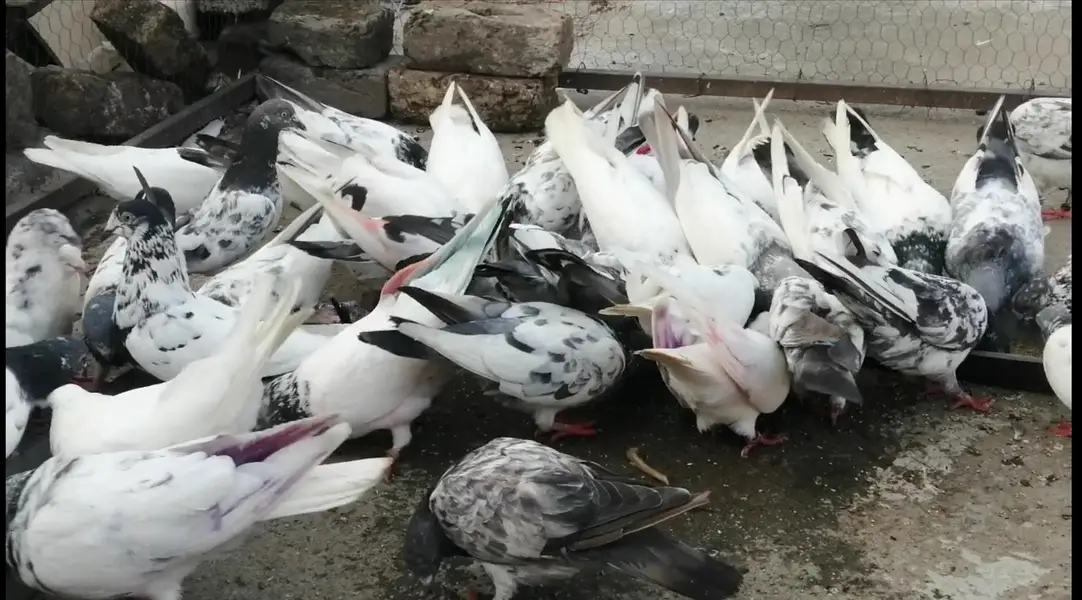 Pigeons For Sale.    آسمانی کبوتر برائے فروخت — photo 3