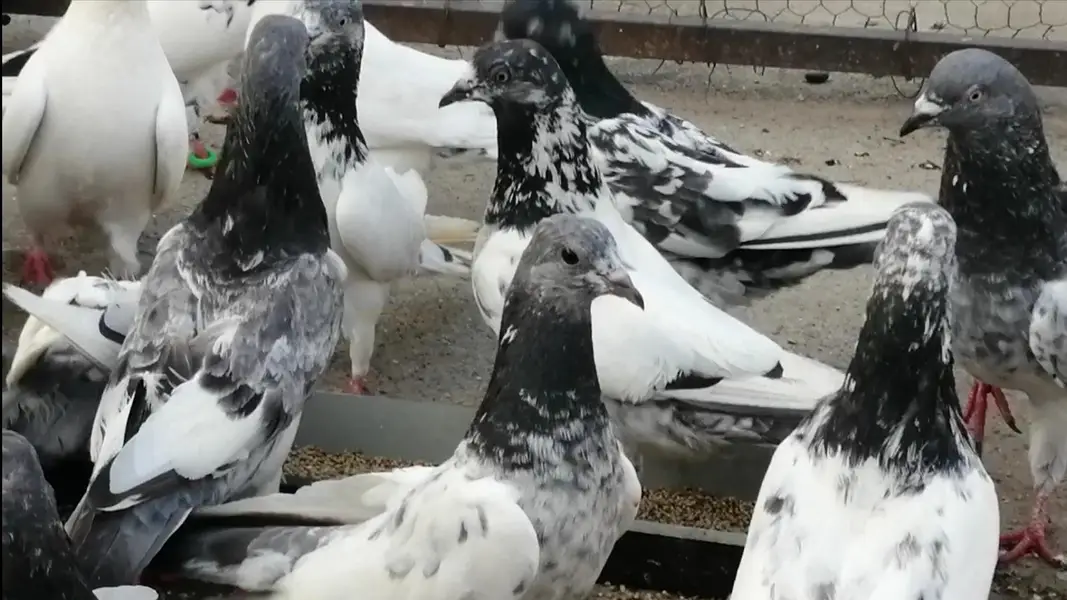 Pigeons For Sale.    آسمانی کبوتر برائے فروخت — photo 4