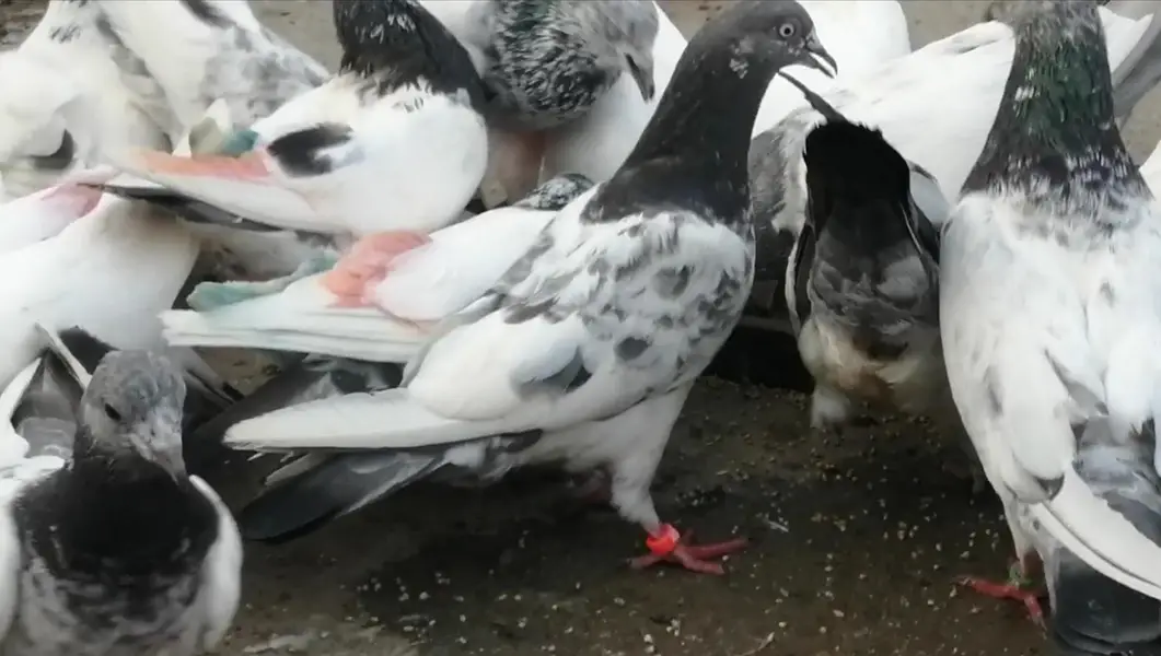 Pigeons For Sale.    آسمانی کبوتر برائے فروخت — photo 5