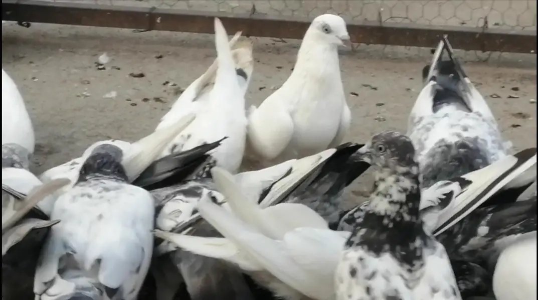Pigeons For Sale.    آسمانی کبوتر برائے فروخت — photo 6