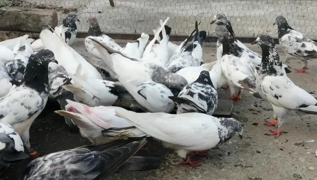 Pigeons For Sale.    آسمانی کبوتر برائے فروخت — photo 7