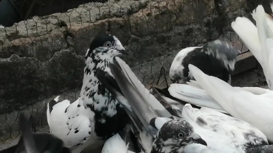 Pigeons For Sale.    آسمانی کبوتر برائے فروخت — photo 8