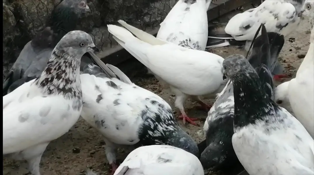 Pigeons For Sale.    آسمانی کبوتر برائے فروخت — photo 9