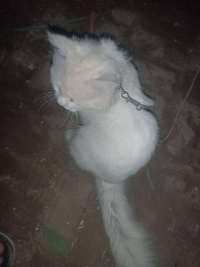 cat for sale
