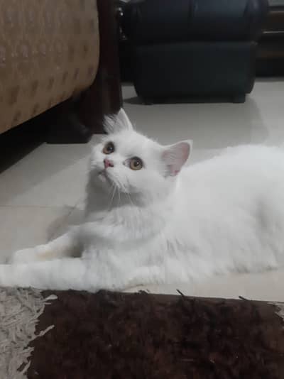 Persian Cat