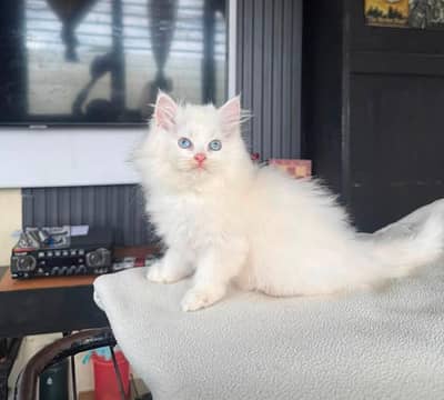 Persian Kitten Female Punch Face