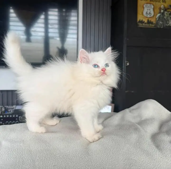 Persian Kitten Female Punch Face — photo 2