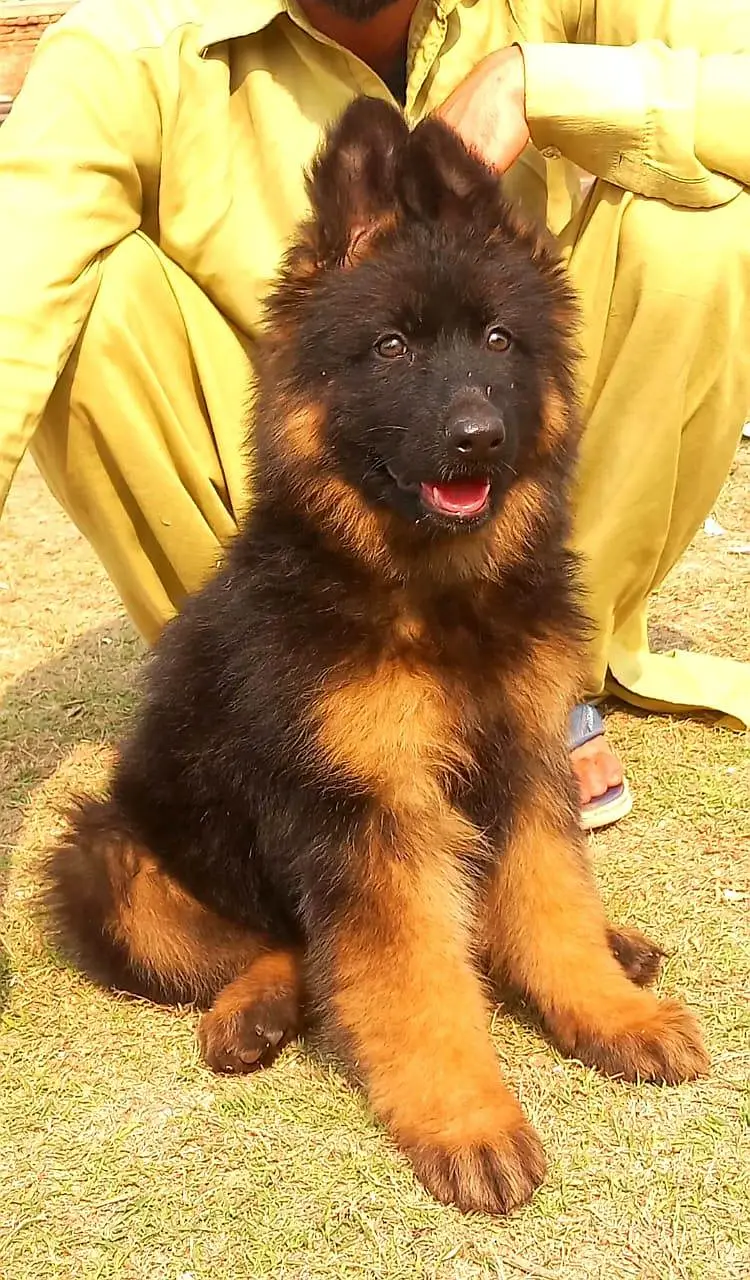 German Shepherd Puppies • Long Coat — photo 3