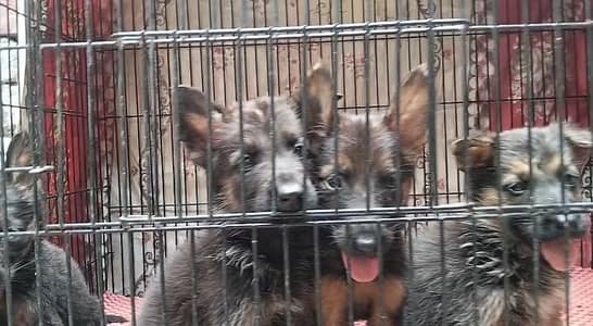 German shepherd