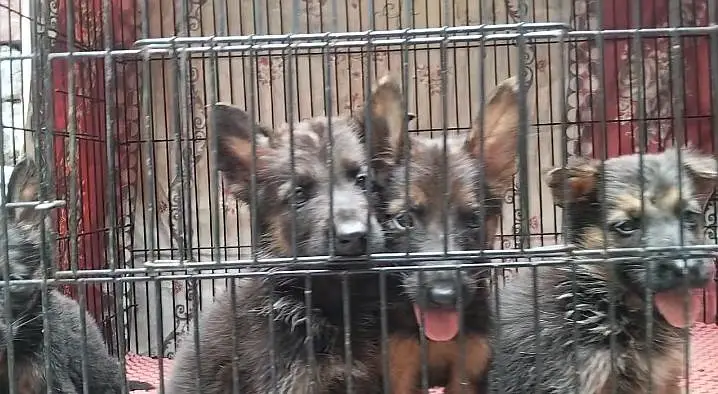 German shepherd