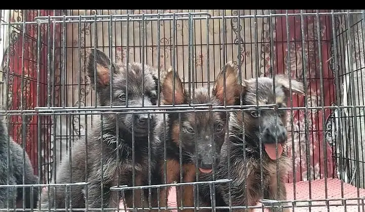 German shepherd — photo 2