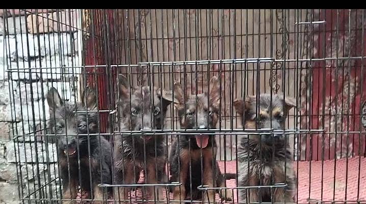 German shepherd 2