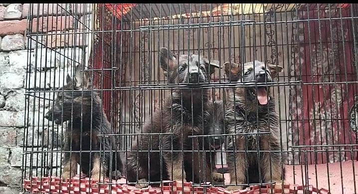 German shepherd 3
