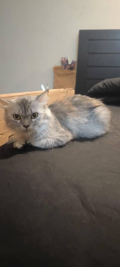 trained and friendly cat for sale