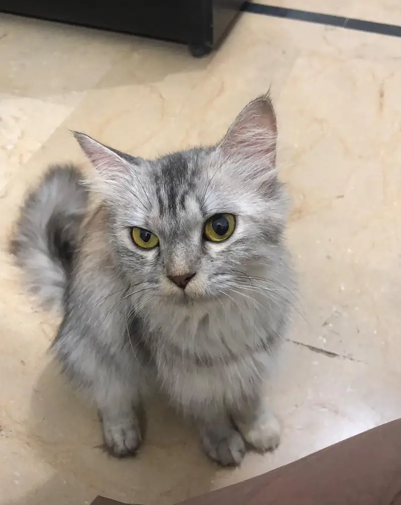 trained and friendly cat for sale — photo 2