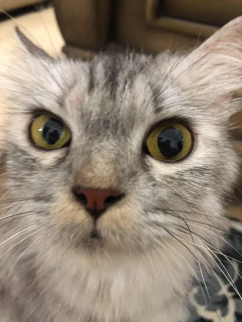 trained and friendly cat for sale — photo 3