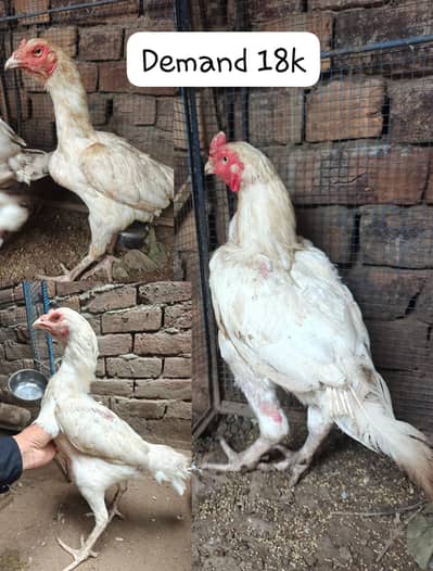 rooster