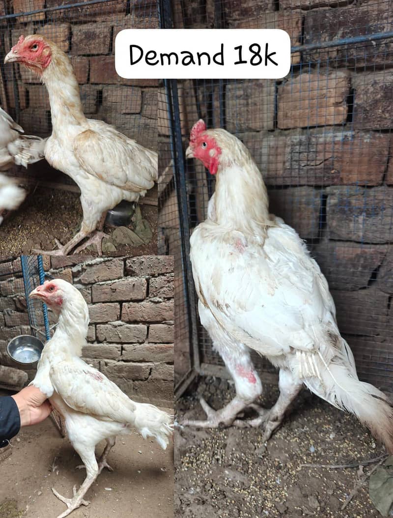 rooster 0