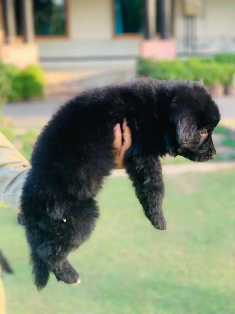 German Shepherd Puppy | Black Puppy | Long Coat
