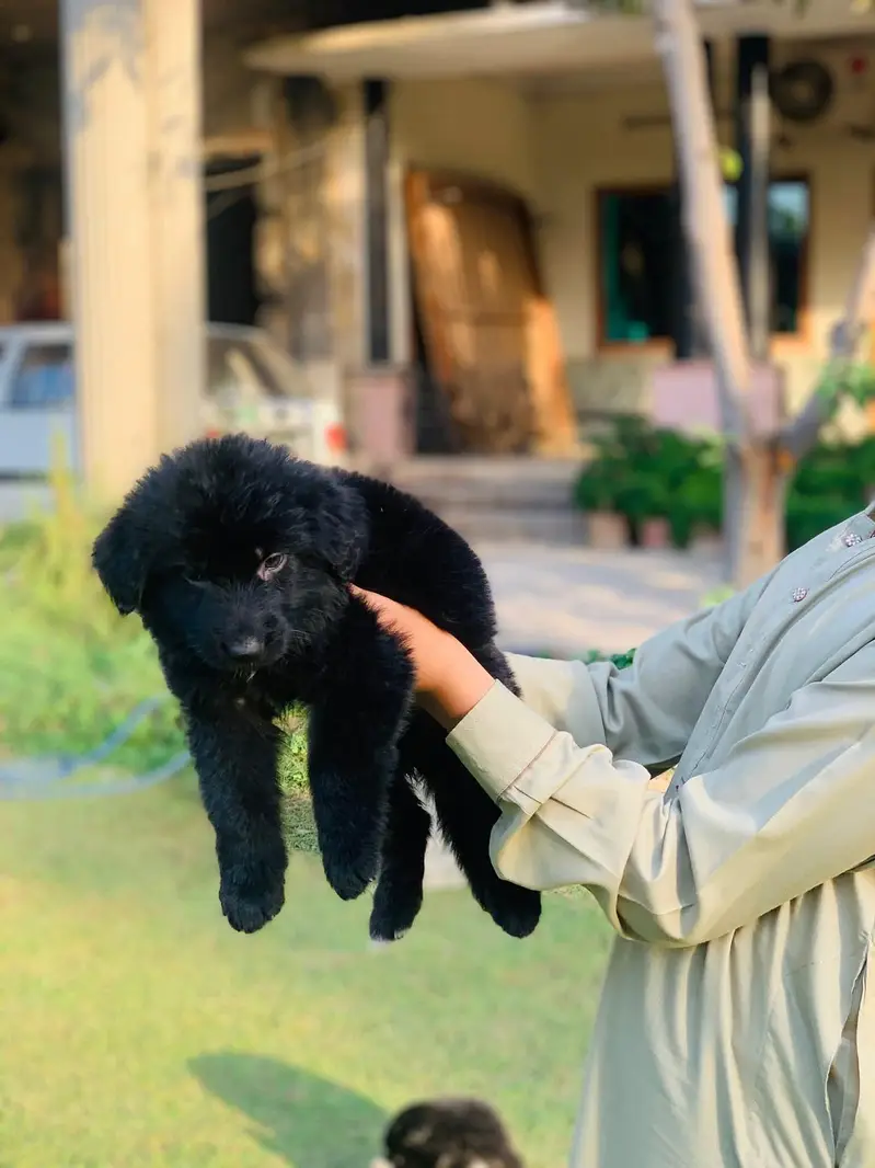German Shepherd Puppy | Black Puppy | Long Coat — photo 2