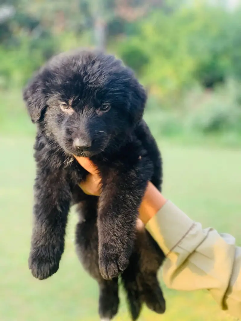 German Shepherd Puppy | Black Puppy | Long Coat — photo 3