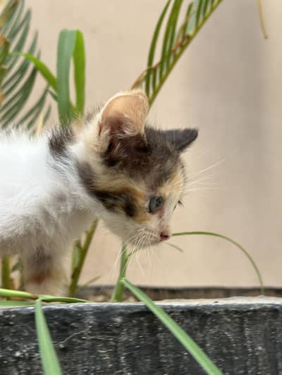 Double coated persian kitten