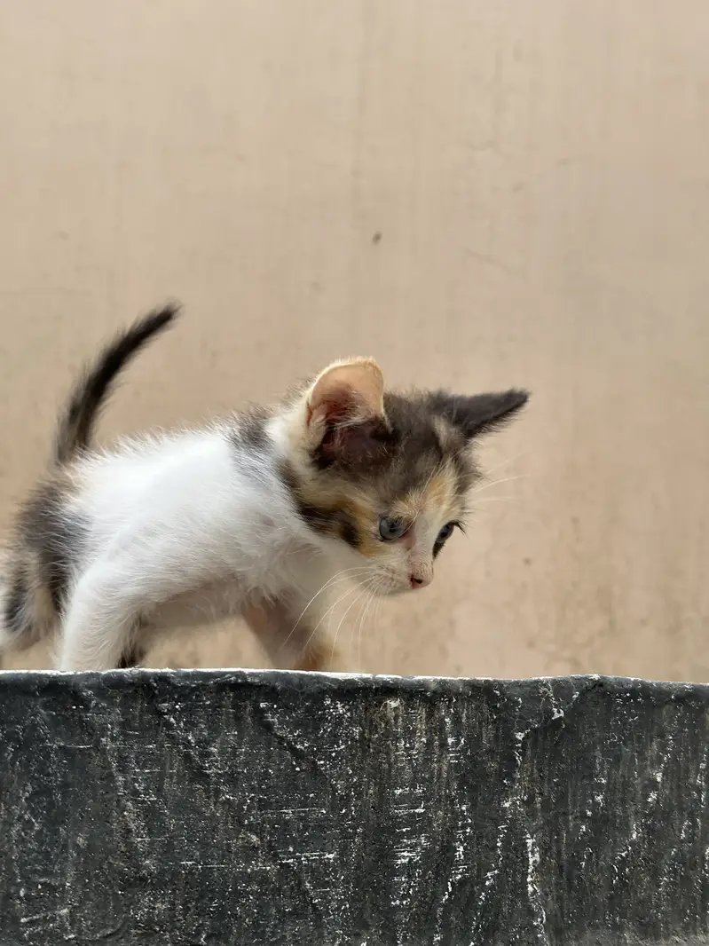 Double coated persian kitten — photo 2