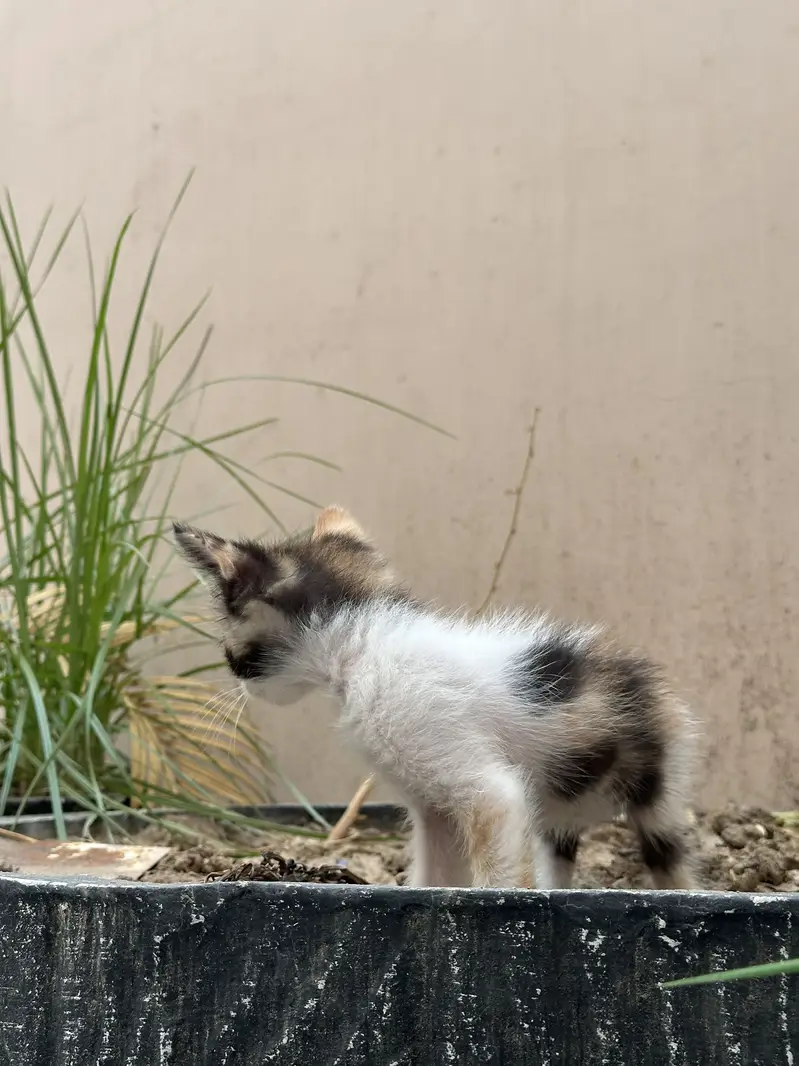 Double coated persian kitten — photo 3