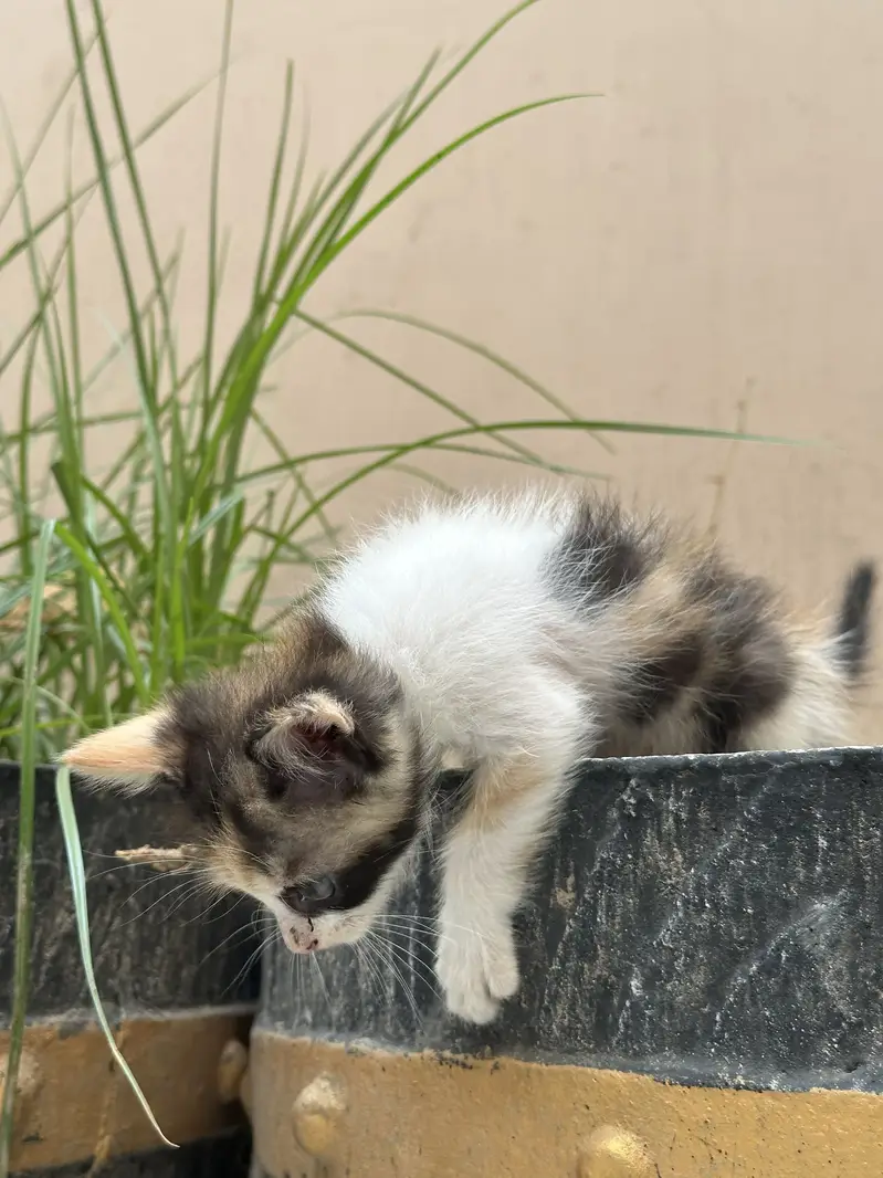 Double coated persian kitten — photo 4