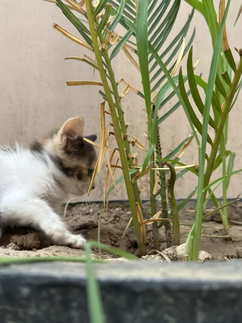 Double coated persian kitten — photo 5
