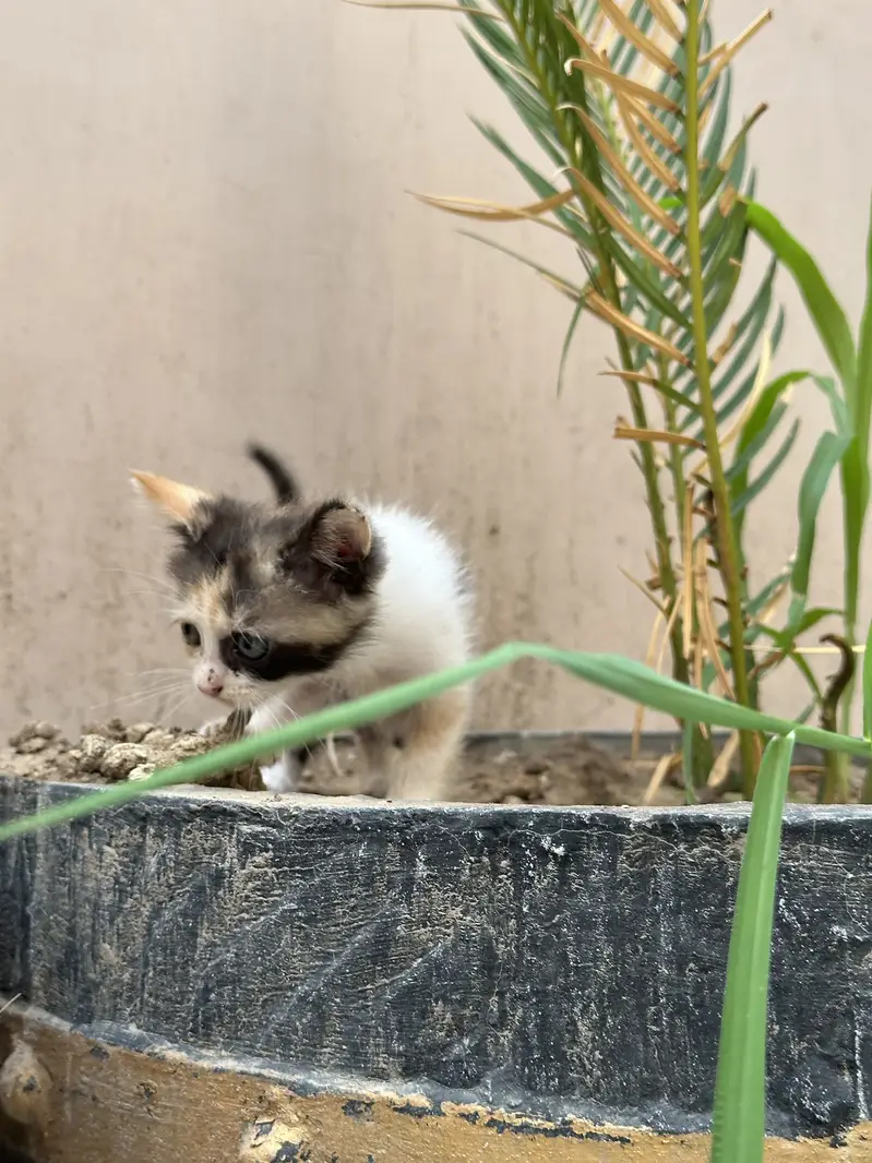 Double coated persian kitten — photo 6
